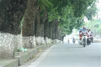 Thủ đô Hà Nội sẽ thay thế nhiều cây xanh trên phố